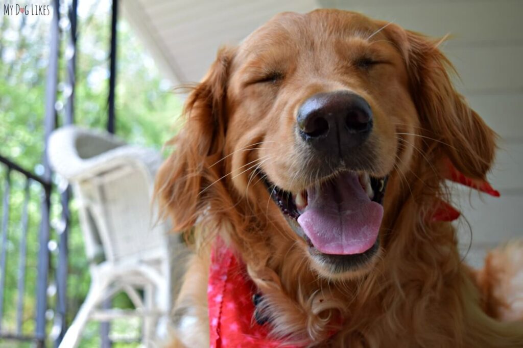 Using pets in your product shots is a great way to garner an emotional reaction