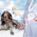 Local SEO for Veterinary Practices