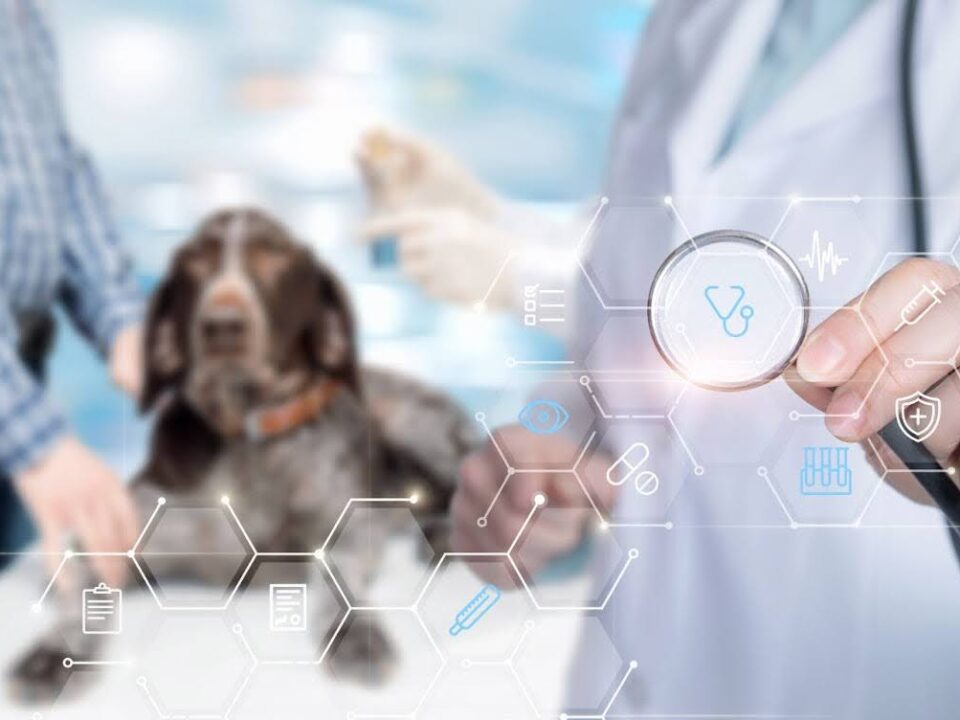 Local SEO for Veterinary Practices