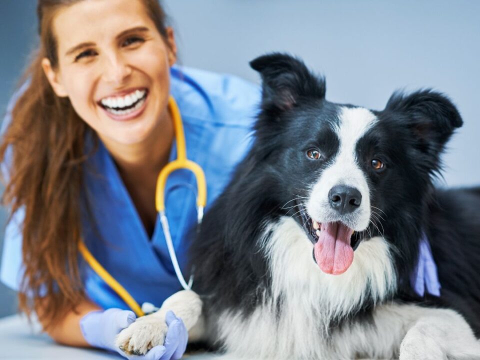 Veterinary Practice