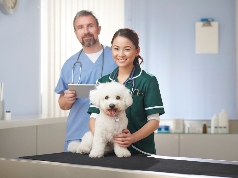 Start Building Marketing Presence For Vets