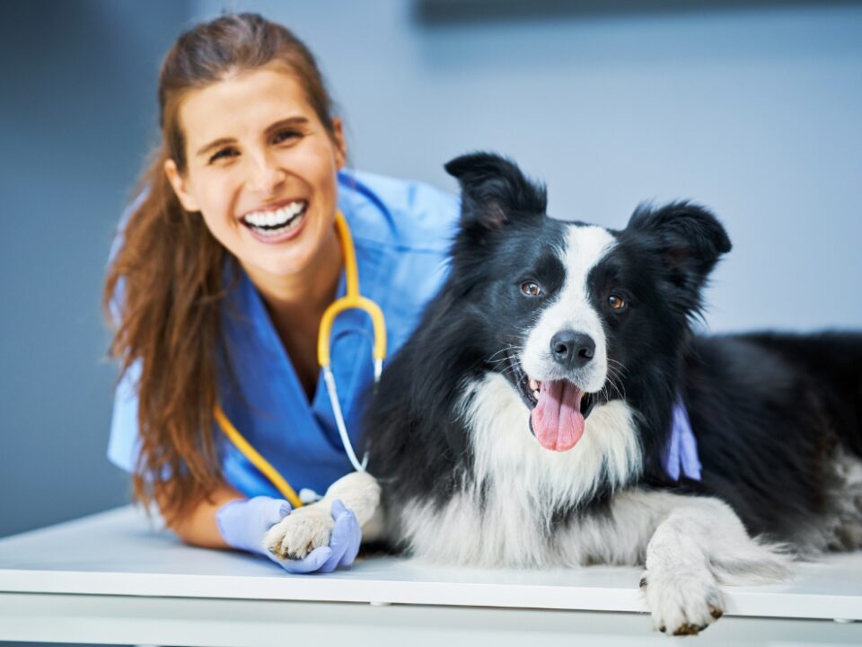 Vet clinic branding with pet silhouette, logo, and trustful typography