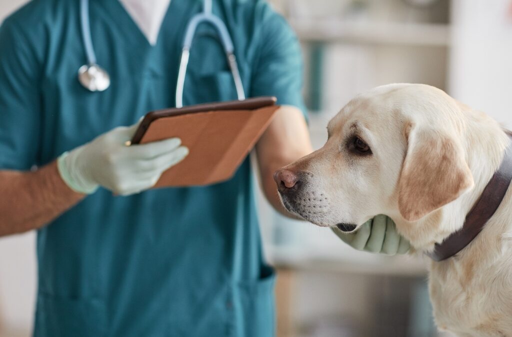 Vet running Google Ads for clinic marketing