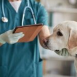 Vet running Google Ads for clinic marketing