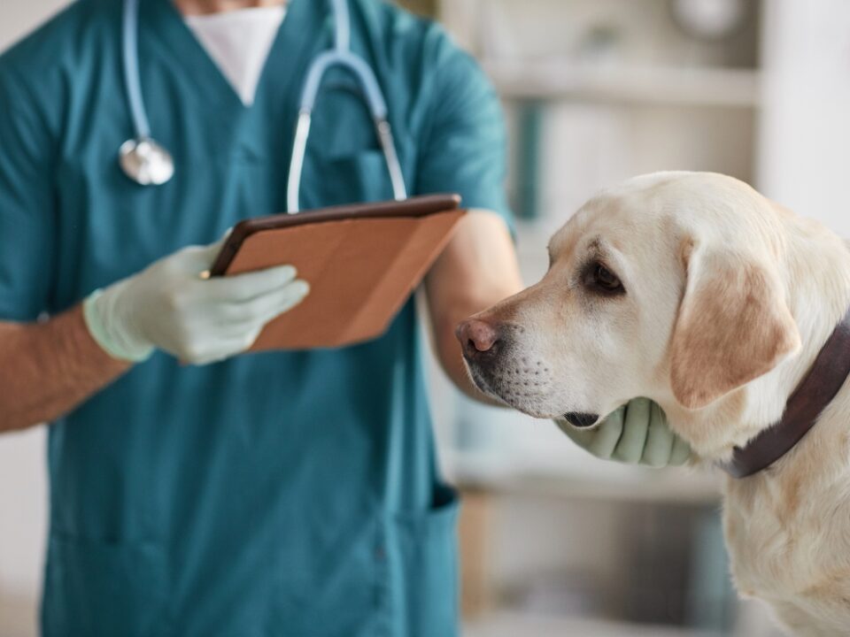 Vet running Google Ads for clinic marketing