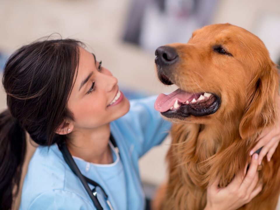 Veterinarian creating video content with a pet