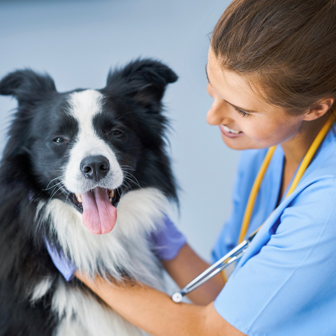 Marketing agency services for veterinary clinic growth