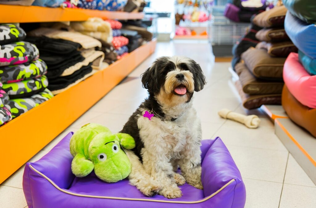 Pet store foot traffic boost strategies