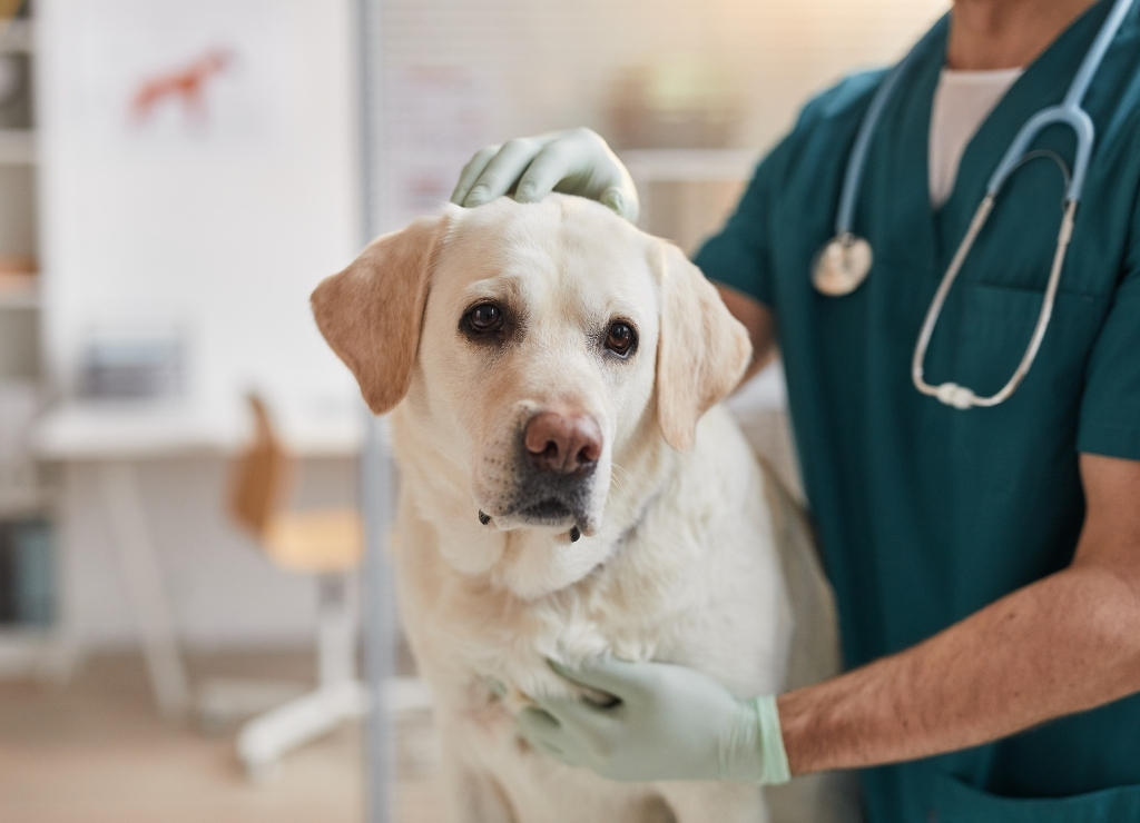 From First Visit to Lifetime Client: The Pet Marketing Gap